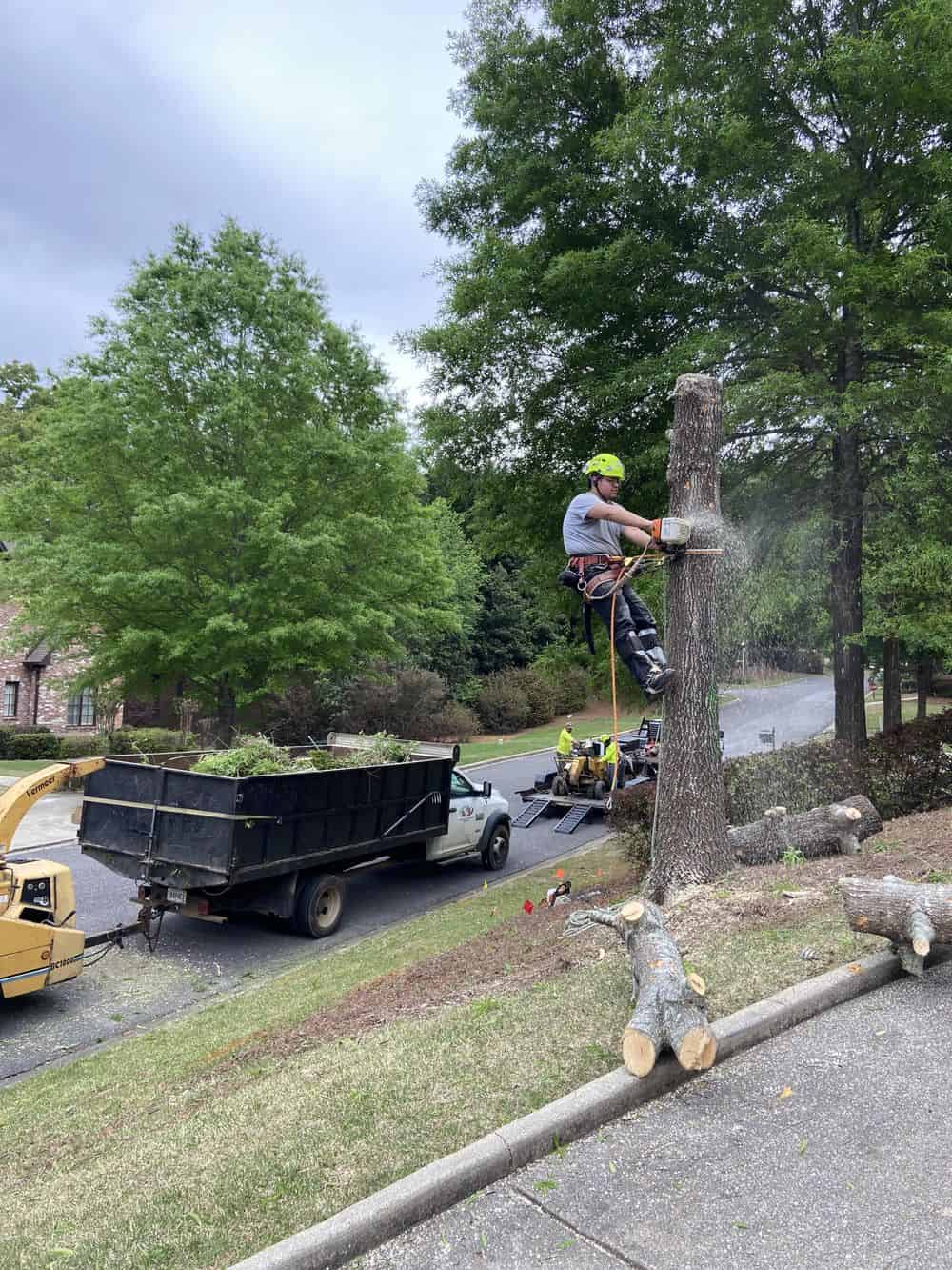 Tree Care Services image