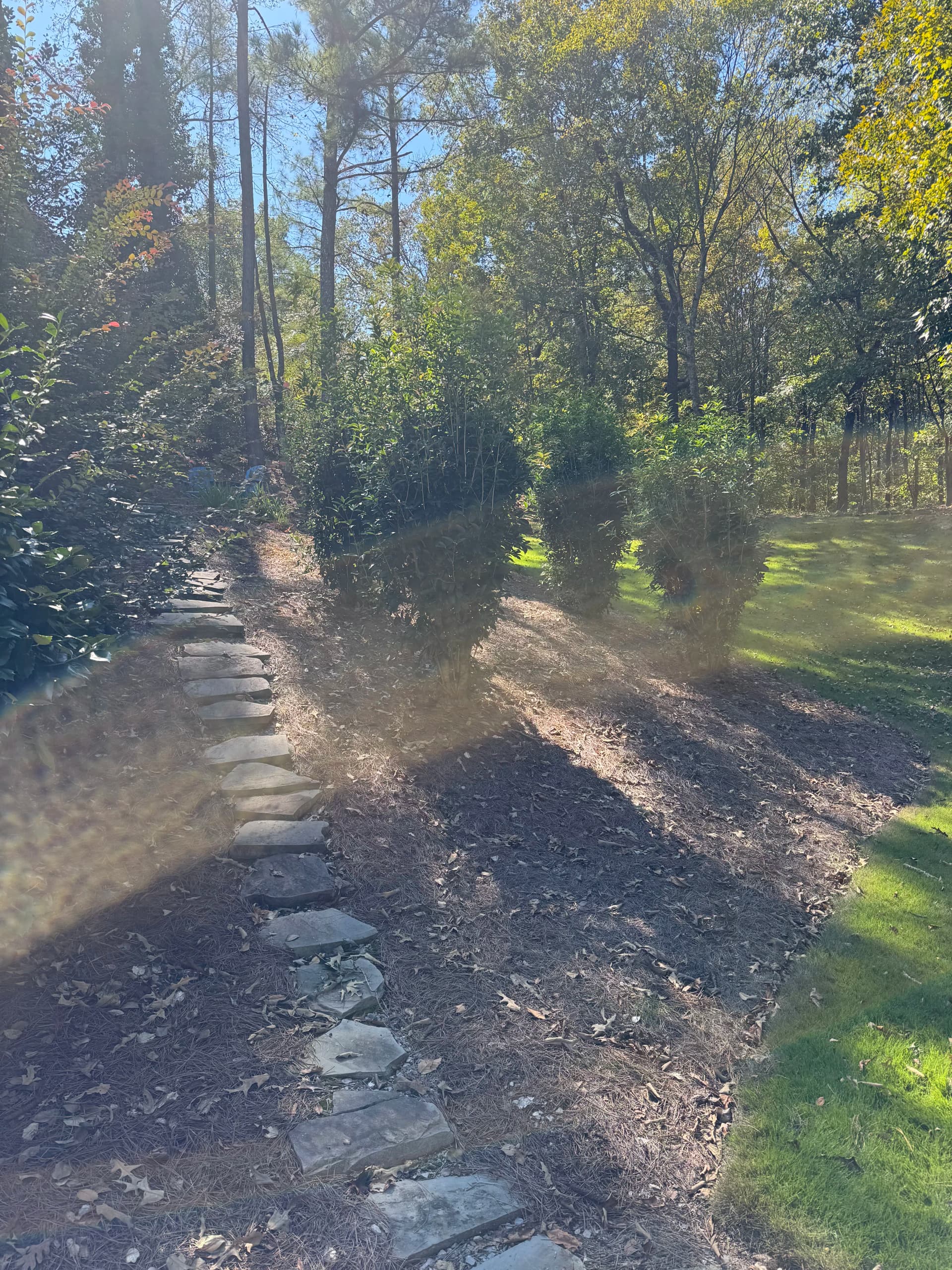 Gallery photos for Hedge Trimming and Pine Straw That Actually Makes a Difference: Image #3