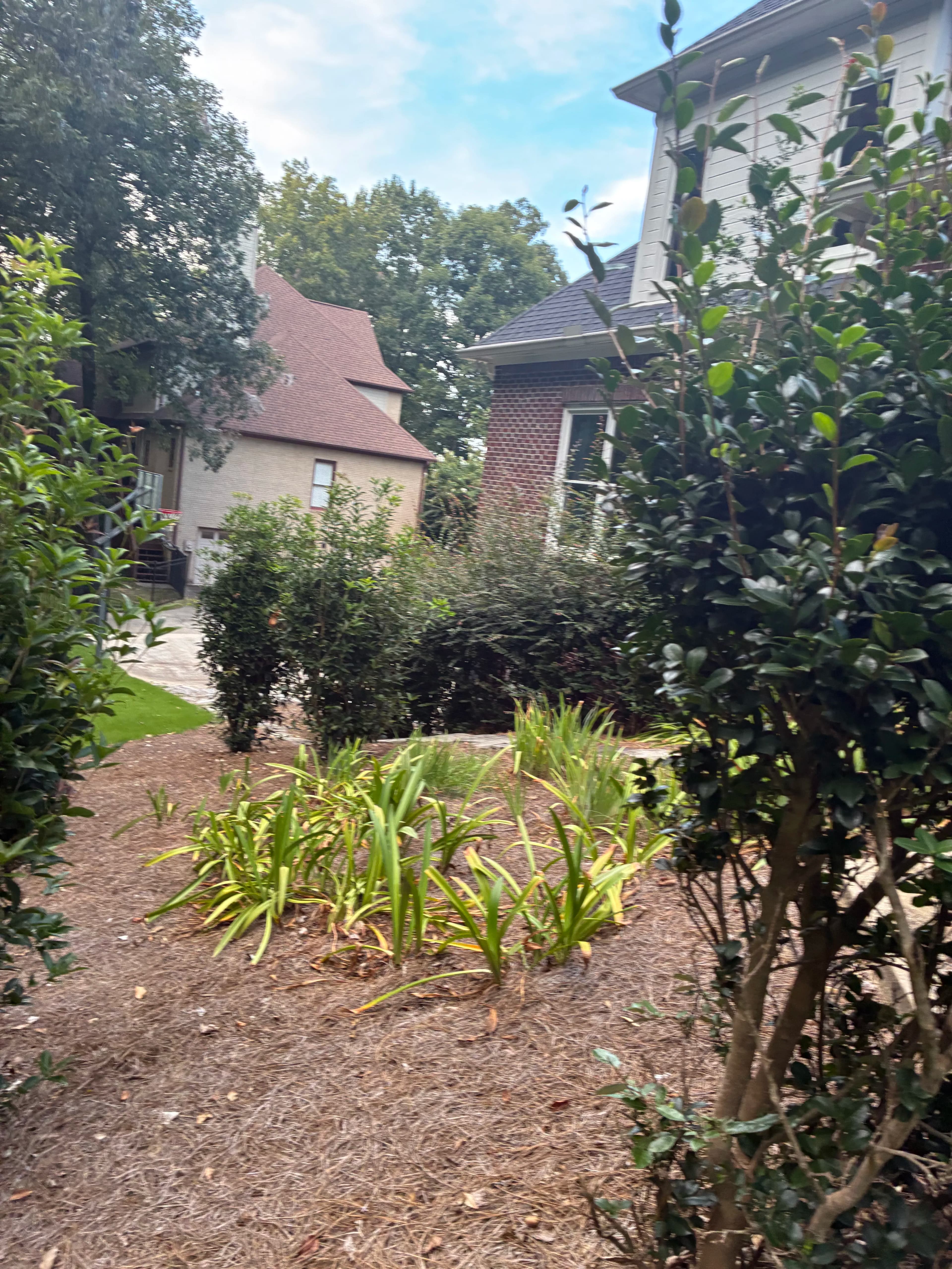 Project Hedge Trimming and Pine Straw That Actually Makes a Difference image