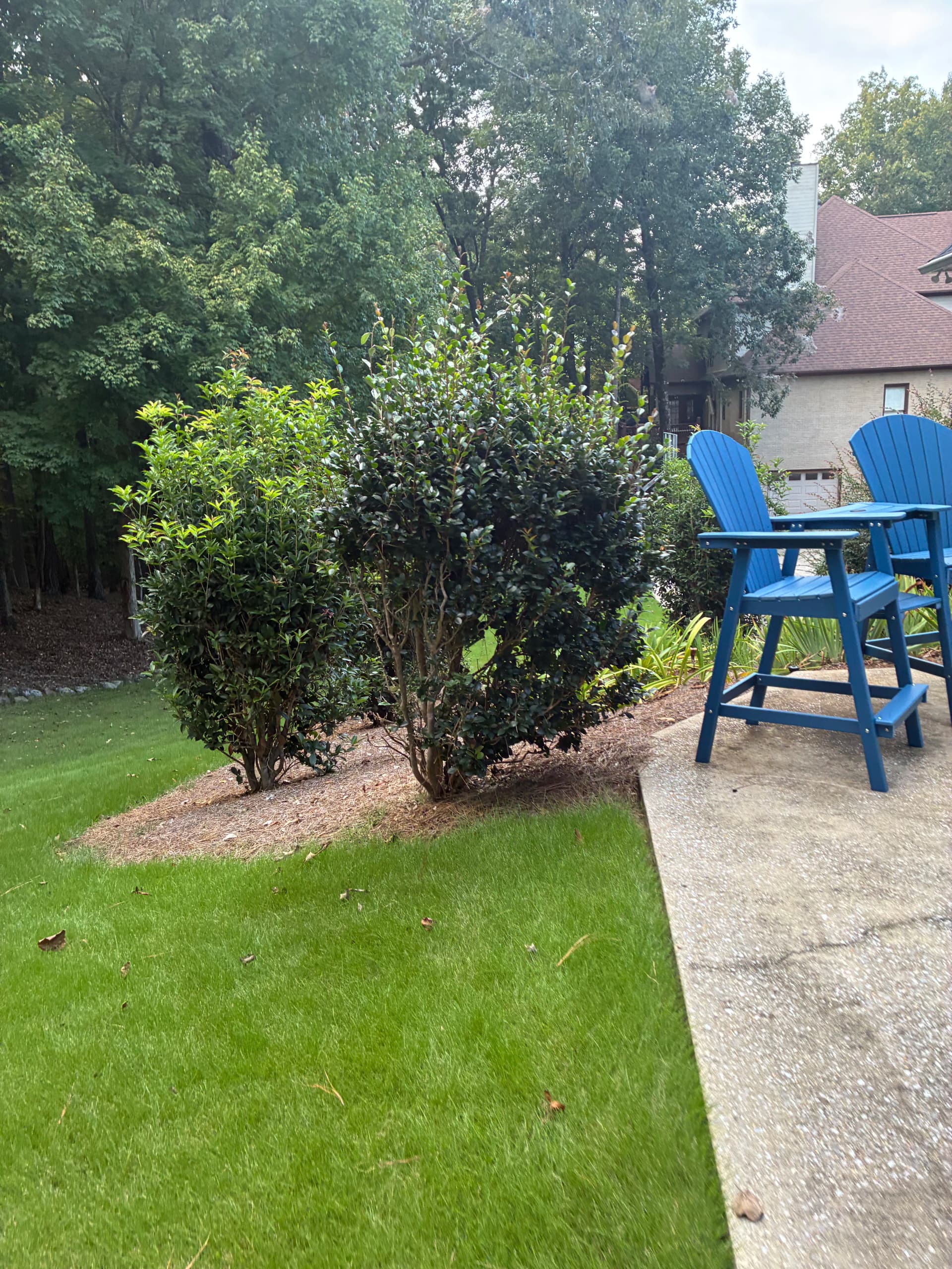 Gallery photos for Hedge Trimming and Pine Straw That Actually Makes a Difference: Image #2