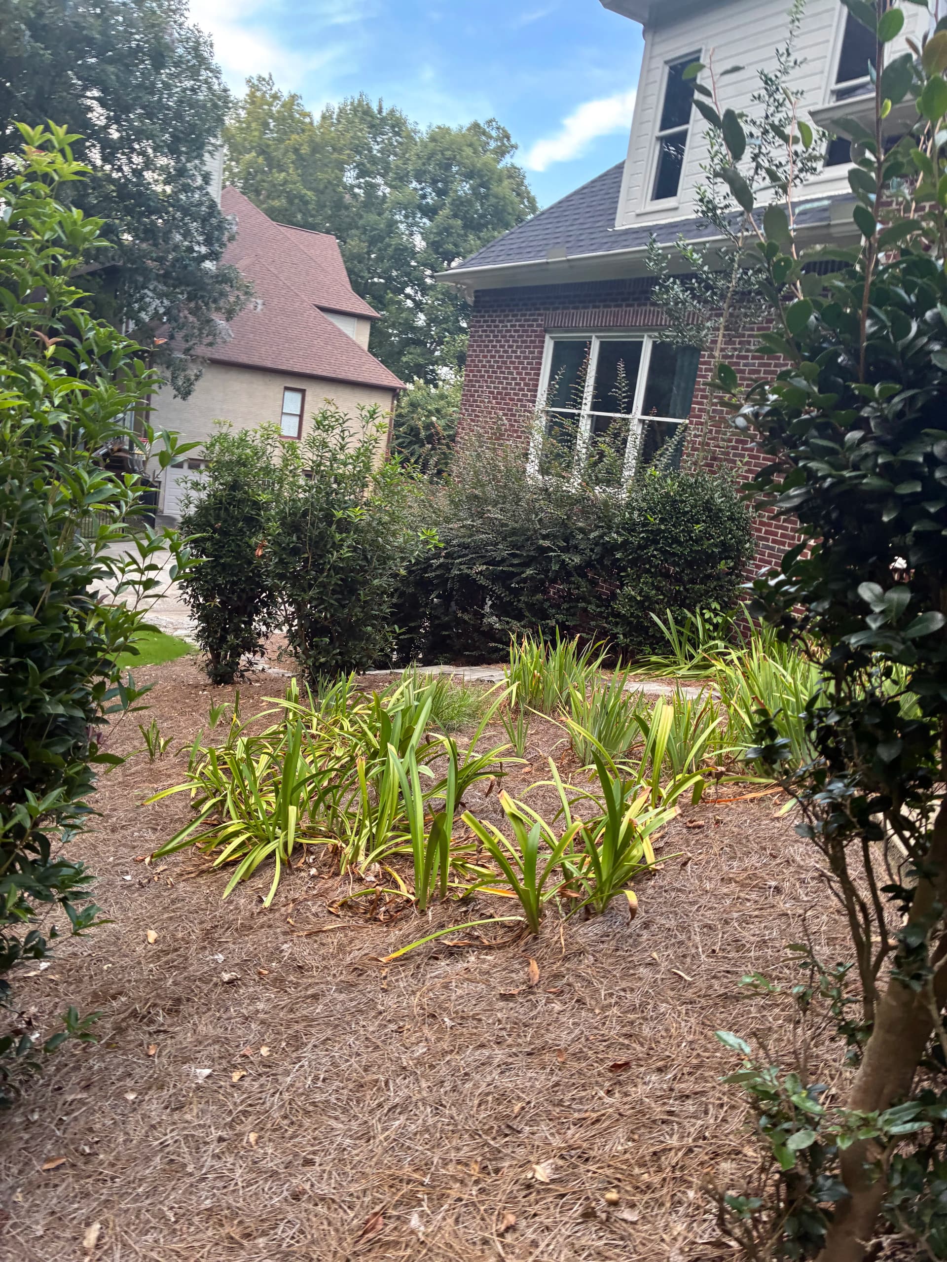 Gallery photos for Hedge Trimming and Pine Straw That Actually Makes a Difference: Image #1