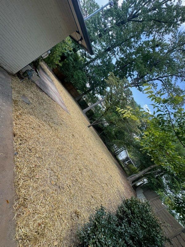 Gallery photos for Complete Lawn Renovation with Centipede Grass: Image #2
