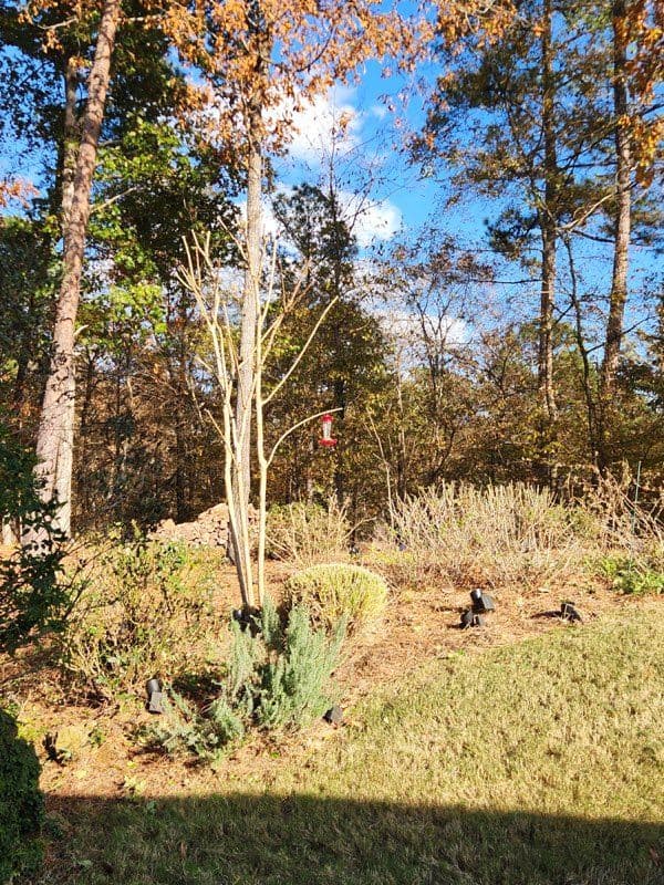 Project Fall Yard Cleanup Ready for Thanksgiving image